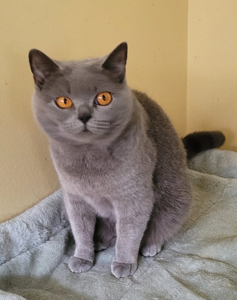 British shorthair blue