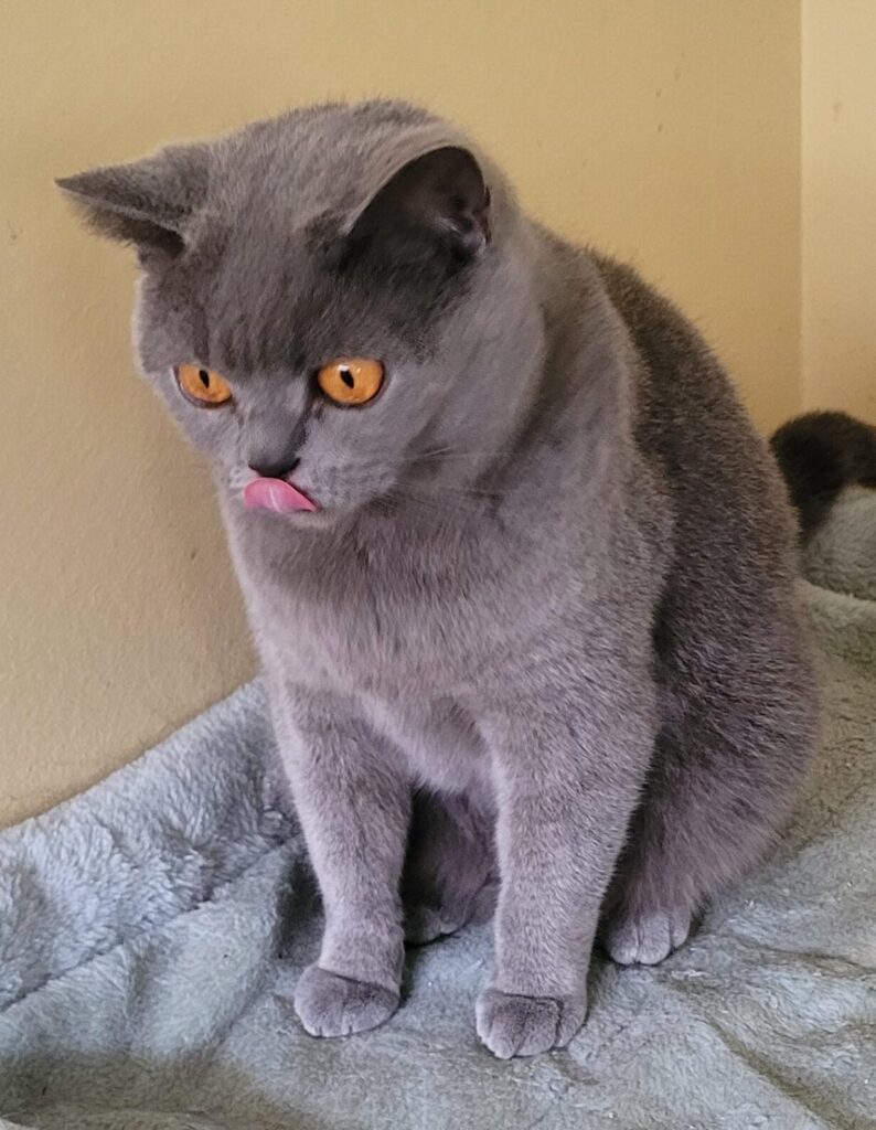 british shorthair Silke