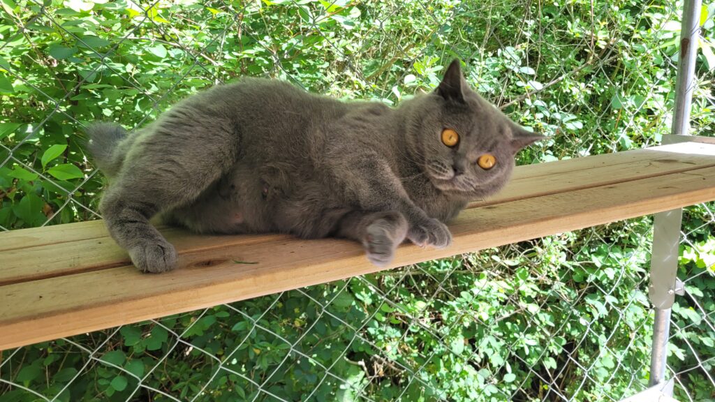 British shorthair drægtig hun