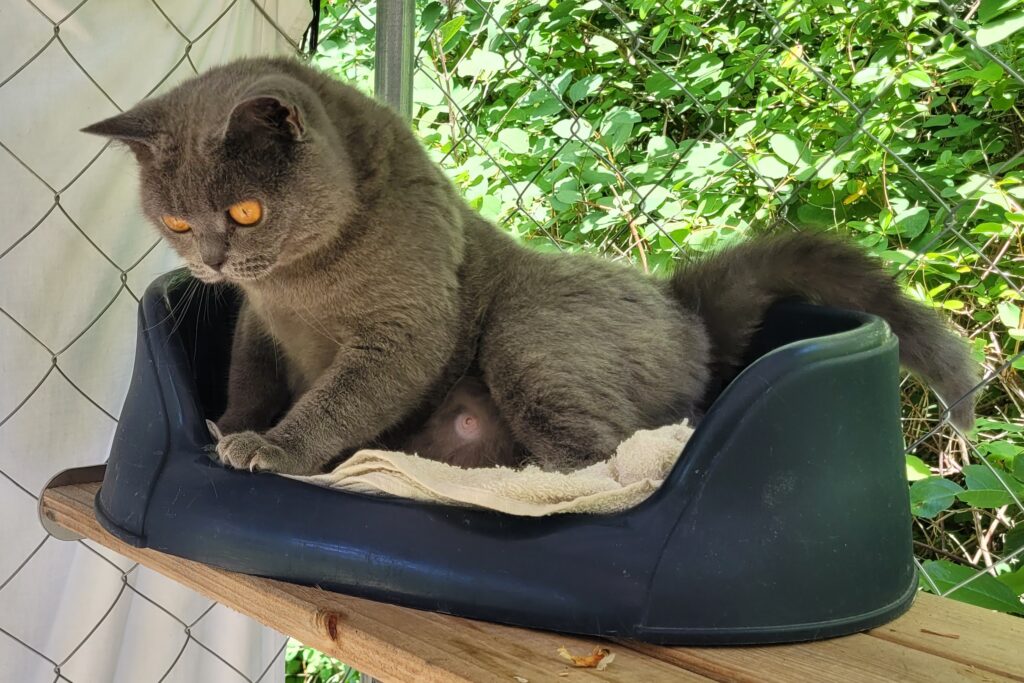 British shorthair Silke