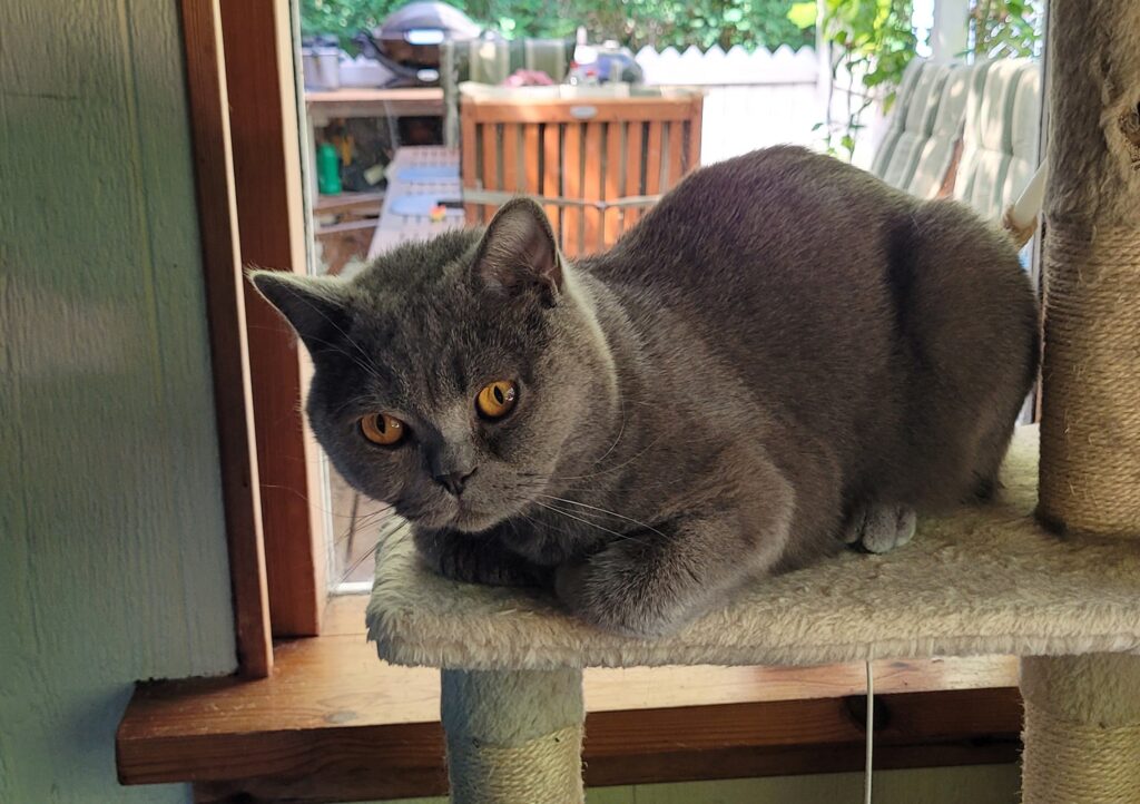 British shorthair Harry